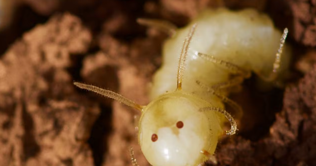 Des larves de mouche se déguisent en termite pour infiltrer les colonies