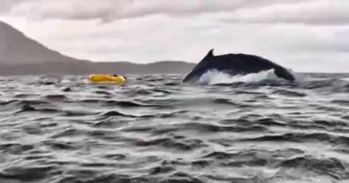 «J’ai cru qu’on m’avait mangé» : au Chili, un jeune kayakiste survit après avoir été recraché par une baleine