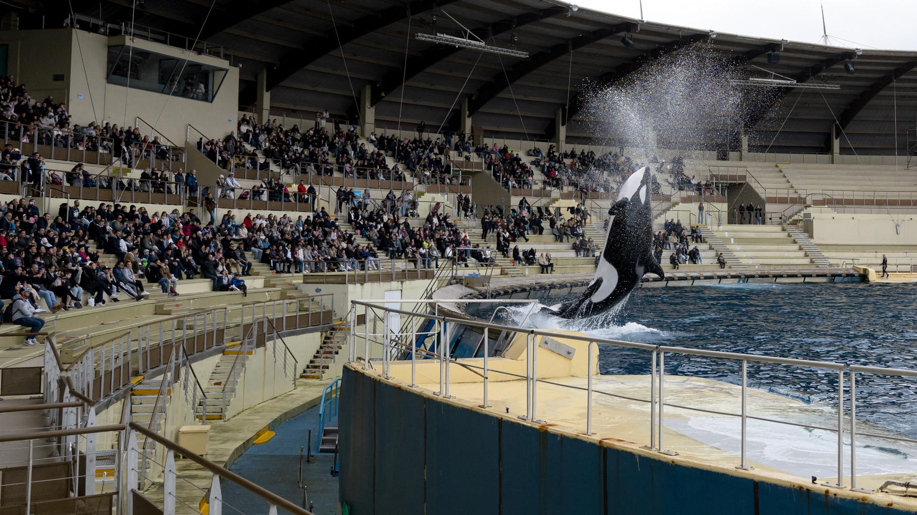 Marineland : la proposition d’Agnès Pannier-Runacher pour les orques, dont l’avenir reste incertain