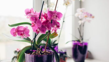 Il suffit d'arroser les orchidées une fois par mois avec cet ingrédient pour avoir de jolies fleurs