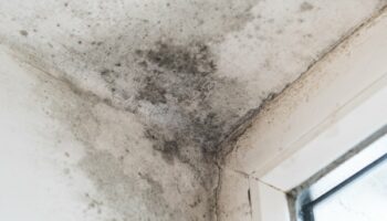 The simple trick that could rid your house of mould