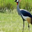 La grue royale, symbole national de l’Ouganda, toujours en danger d’extinction