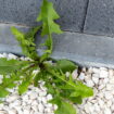 Les mauvaises herbes disparaissent en un jour seulement - tout le monde a ce produit à la maison