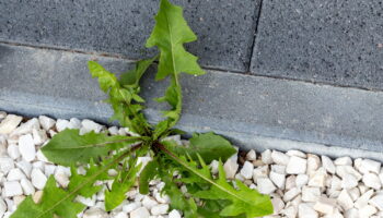 Les mauvaises herbes disparaissent en un jour seulement - tout le monde a ce produit à la maison