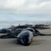 'I think it's too late': More than 150 whales stranded in Tasmania