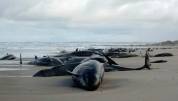 'I think it's too late': More than 150 whales stranded in Tasmania