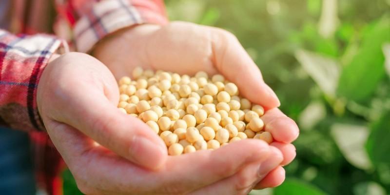 strategic Recommendations⁣ for Farmers and Investors in the Soy Industry