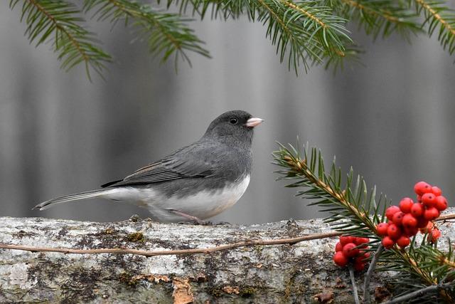 Understanding the Concerns of Canadian Snowbirds