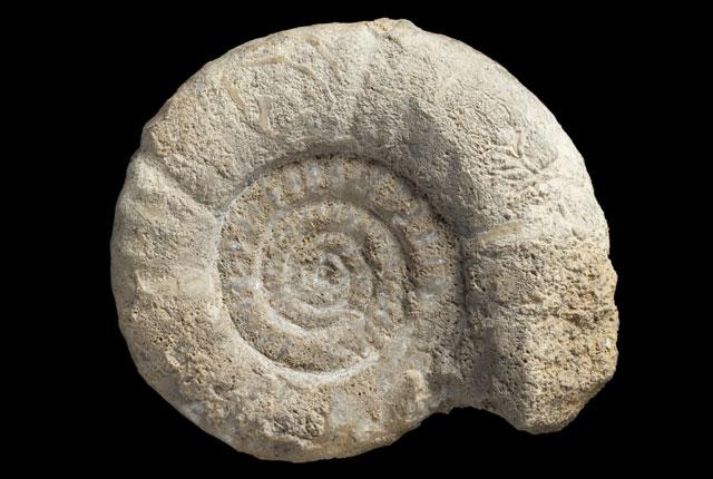 Uncovering the Fossils: Insights into Ancient Ecosystems