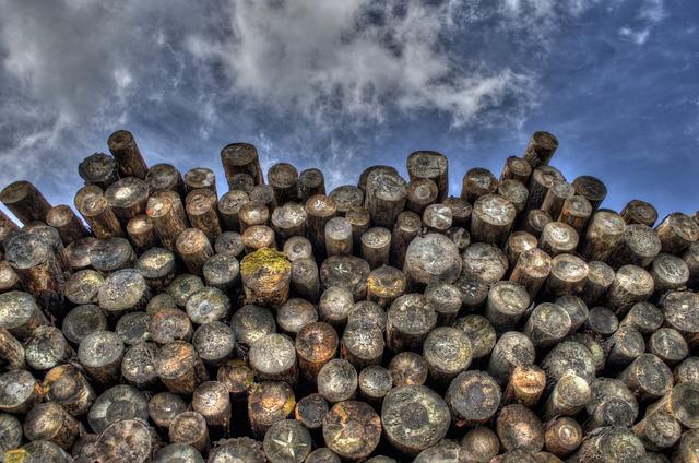 Brazil targets illegal logging in major Amazon raids – Reuters Canada