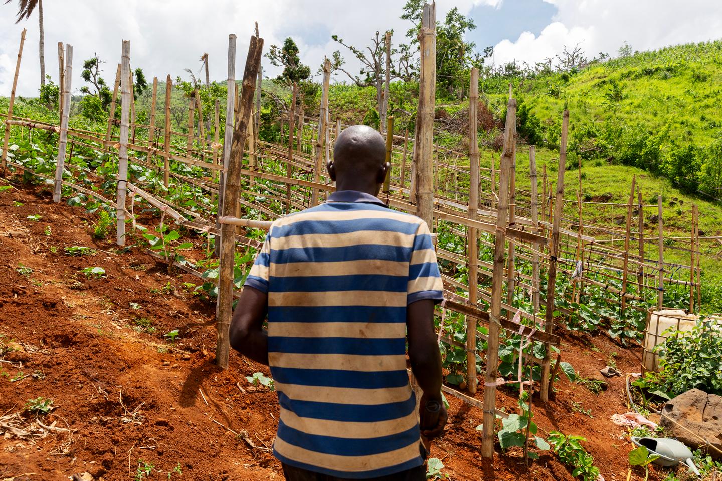 A Mayotte, le passage du cyclone Chido a « fait reculer de quinze ans » l’agriculture et met en péril la sécurité alimentaire