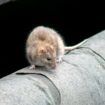 À Washington, il y a 390% de rats de plus qu’il y a 10 ans : une étude américaine évalue la prolifération des rongeurs dans les villes