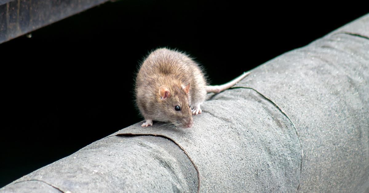 À Washington, il y a 390% de rats de plus qu’il y a 10 ans : une étude américaine évalue la prolifération des rongeurs dans les villes