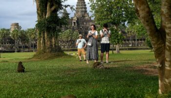 Angkor Vat : des singes agressifs attaquent les touristes, la faute des YouTubeurs ?