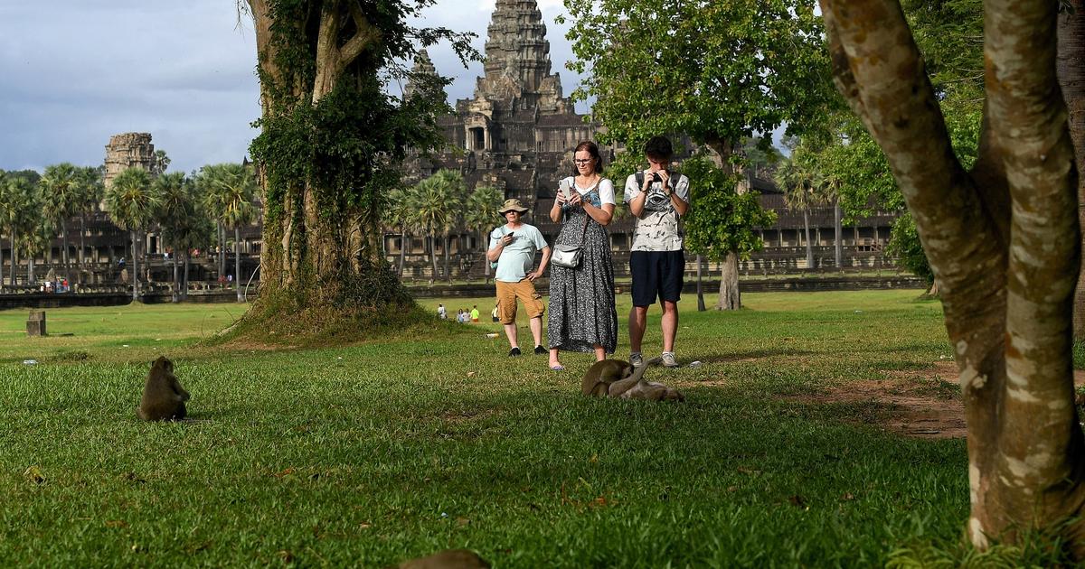 Angkor Vat : des singes agressifs attaquent les touristes, la faute des YouTubeurs ?