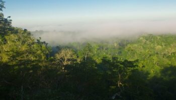 Au Brésil, le narcotrafic prolifère dans la forêt amazonienne