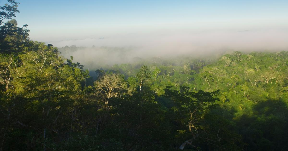 Au Brésil, le narcotrafic prolifère dans la forêt amazonienne