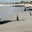 Australia: 157 dolphins found stranded on Tasmanian beach