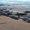 Australie : des dizaines de dauphins meurent après s’être échoués sur une plage de Tasmanie