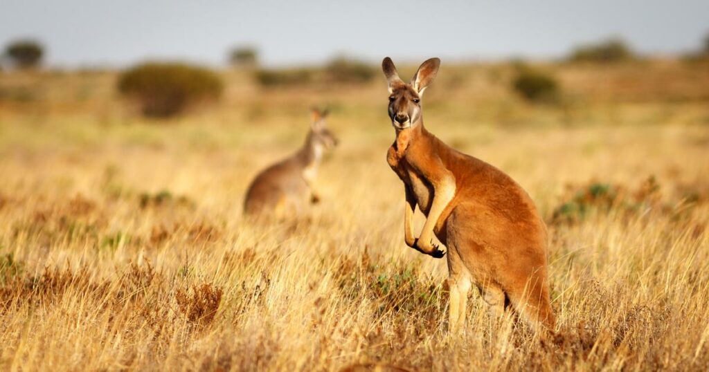 Australie : un kangourou de 100 kilos attaque un homme dans le Queensland