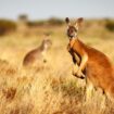 Australie : un kangourou de 100 kilos attaque un homme dans le Queensland