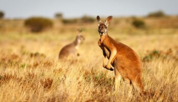 Australie : un kangourou de 100 kilos attaque un homme dans le Queensland