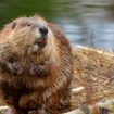 Beavers reintroduced for first time in 400 years for environment-saving boost