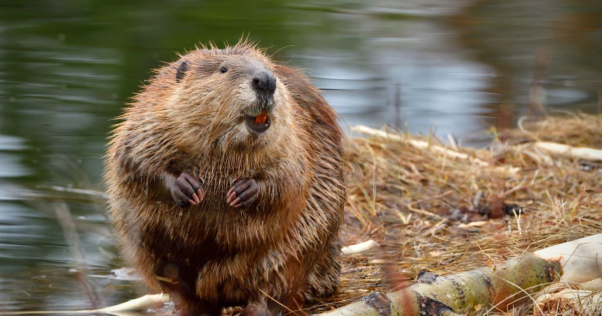 Beavers reintroduced for first time in 400 years for environment-saving boost