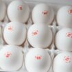 Betting markets predict higher egg prices and more tariffs