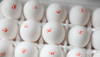 Betting markets predict higher egg prices and more tariffs