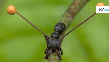 Biologie: Wie Parasiten Tiere zu Zombies machen