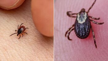 Brits warned of bitey vampire ticks as pests carry killer brain disease