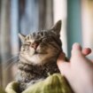 Cats have 'right to sexual self-determination' judge rules as sobbing man apologises to pet in court