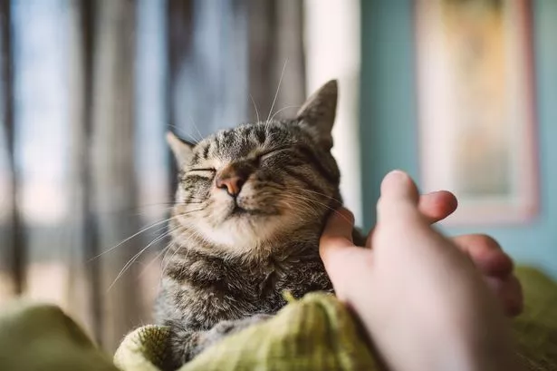 Cats have 'right to sexual self-determination' judge rules as sobbing man apologises to pet in court