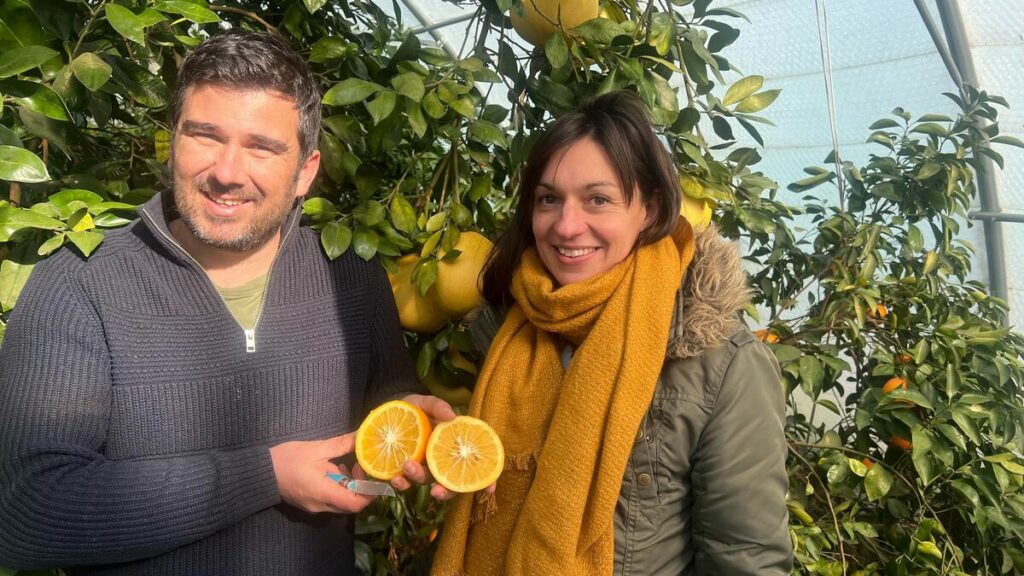 Citrons Meyer, yuzus, kumquats… Ce village du Roussillon est le royaume des agrumes