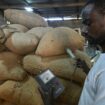 Côte d’Ivoire : des odeurs de cacao et de contrebande