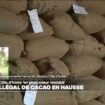 Côte d'Ivoire : le trafic illégal de cacao en hausse