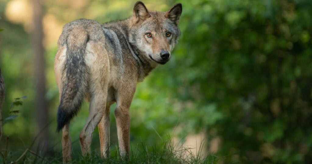 Des agneaux de prés-salés victimes d’une attaque de loup en baie du Mont-Saint-Michel