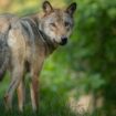 Des agneaux de prés-salés victimes d’une attaque de loup en baie du Mont-Saint-Michel