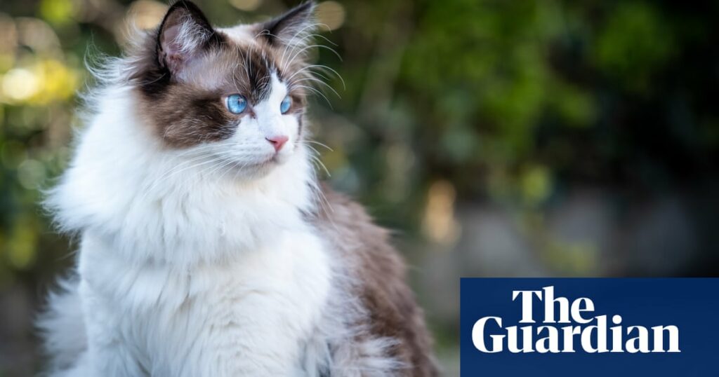 Doctor faces inquiry after giving his cat a Cat scan at public hospital