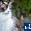 Doctor faces inquiry after giving his cat a Cat scan at public hospital