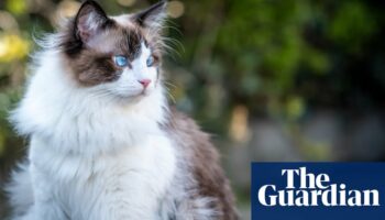 Doctor faces inquiry after giving his cat a Cat scan at public hospital