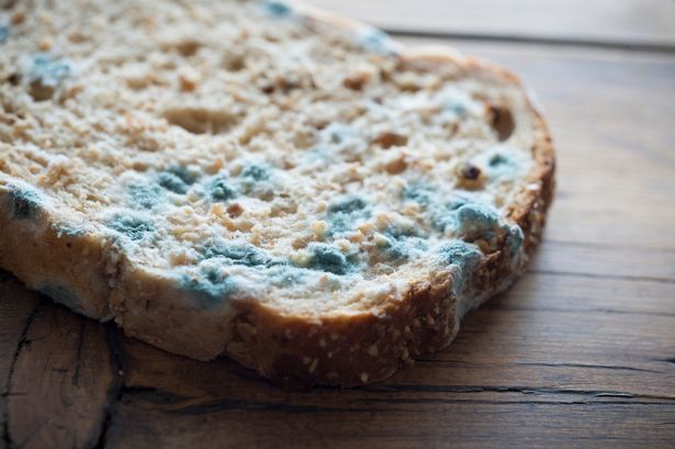 Doctor reveals why you should never eat 'clean' part of mouldy bread