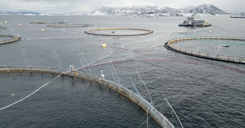 En Norvège, une récompense offerte pour retrouver 27.000 saumons d’élevage enfuis dans la mer