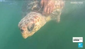 En Tunisie, une association au secours des tortues marines