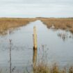 En face d’Oléron, une réserve naturelle en repli face à la montée des eaux