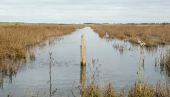 En face d’Oléron, une réserve naturelle en repli face à la montée des eaux