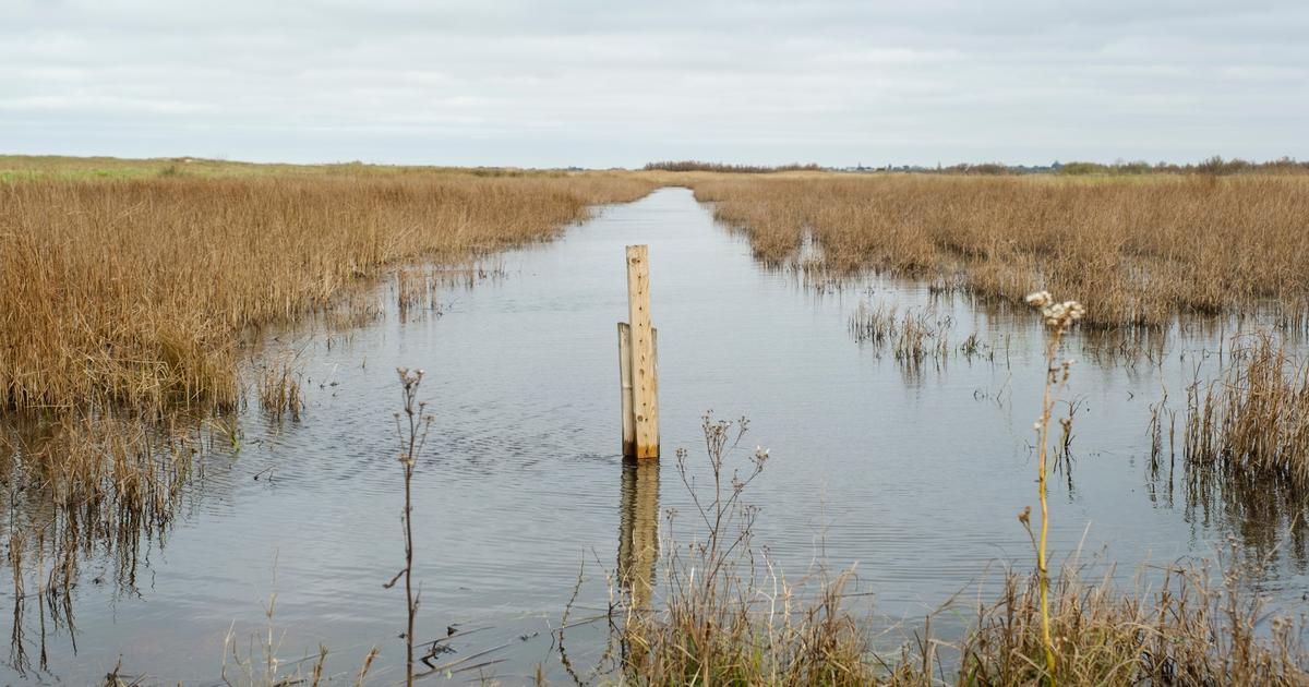 En face d’Oléron, une réserve naturelle en repli face à la montée des eaux