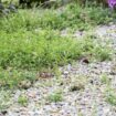 Expert's 'most effective' way to kill gravel weeds using two kitchen items