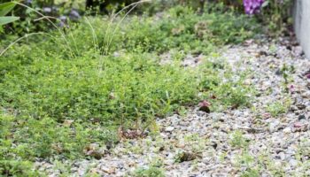 Expert's 'most effective' way to kill gravel weeds using two kitchen items